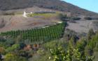 Hill Side Citrus , Not what you usually think about for the Wine Country. But It is there