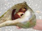 Lover's Key Hermit Crab