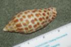 Lover's Key Junonia Shell