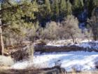 Mount Charleston (12-25-07) 