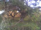 Looking at large oaks bordering a portion of Alum Creek