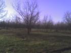 One of the pecan groves in Alum Creek area.