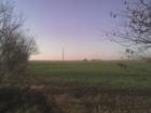 Field of winter wheat in the Alum Creek area.