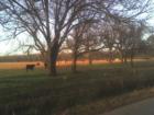 Cattle grazing in early morning sun in Alum Creek area of Bastrop county, Texas