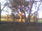 Old oak in the morning son on a ranch in Alum Creek area of Bastrop County Texas