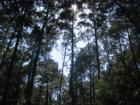 An example of the beautiful pines that are in this group of small ranches in Pine Gap
