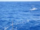 Mahi Mahi Jumping, Fishing out of Kewalo Basin, Honolulu HI