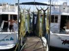 Mahi Mahi Catch, Fishing out of Kewalo Basin, Honolulu HI