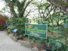 Macadamia Nut Farm...Kaaawa