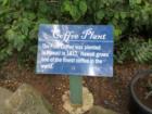 Kaaawa Coffee Plant