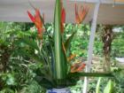 Floral Arrangement at the Tropical Farms...the ONLY outlet on Oahu for Macadamia Nuts