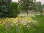 Wildflowers growing in yard in Springfield VA Home©Copyright. Cindy Jones