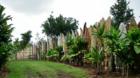 a fence made of old surfboards, along the road in the Haiku countryside, Peahi Maui