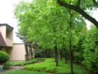 Gorgeous greenery in Diablo Creek