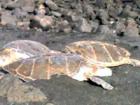 Sea turtles sunbathing at Punaluu Black Sand Beach