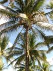 South Beach. Coconut Palms