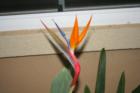 Local Flora