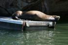 Lazing About