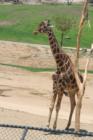 Wild Animal Park