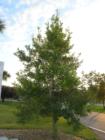 Holly Tree directly in front of Holly Hill City Hall. The symbol of the city.