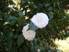 December in Bloom