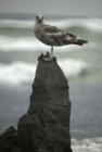 king of the hill!