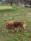 Scout is the official goose chaser on the golf course at the Armed Forces Retirement Home.