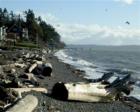 Madrona Beach on Camano Island