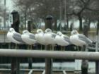 Wantagh State Park, Town of Hempstead, Long Island, New York
      by Long Island Feng Shui Consultant Carole Provenzale