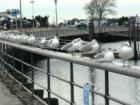 Wantagh State Park, Long Island, New York, Town of Hempstead
      by Long Island Feng Shui Consultant Carole Provenzale
