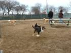 Wantagh State Park, Dog Run, Long Island, New York. Town of Hempstead
      by Long Island Feng Shui Consultant Carole Provenzale