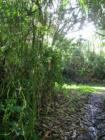 Hana Maui Hawaii <p><a href="http://www.LivePlayMaui.com">http://www.LivePlayMaui.com</a>  <a href="http://www.LivePlayMaui.com" target="_blank">Visit my Maui Real Estate website</a></p>