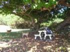 Hana Maui Hawaii <p><a href="http://www.LivePlayMaui.com">http://www.LivePlayMaui.com</a>  <a href="http://www.LivePlayMaui.com" target="_blank">Visit my Maui Real Estate website</a></p>