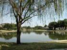 Cinco Ranch features several lakes, this is South Lake, 14 acres stocked w/fish.  An 11'+ large mouth bass was cought in this part of the lake.  View of my home in the backgound, Cinco is my home too.  More info. www.lizcarter.com