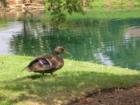 Grand Hotel Duck