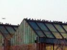 Pigeons on Top of Green House Looking Glendale Library on Brown and 59th