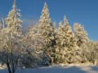 Beautiful snow in Kayak Point.
