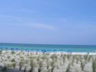 The Beach