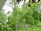 The name Whippany comes from the Leni Lenape Indian word Whippanong, meaning ''place of the willows,'' for willow trees that grew along the Whippany River. Here is a picture of some of the willows on my Whippany property.