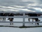 Cows behind fence - Sim-Ko Farm Red Hook