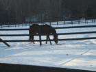 Horse in snow at Silvernails Farm Pine Plains