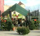 The day after Christmas, trees at The Green House were heavily discounted.