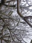 Frozen branches - Red Hook