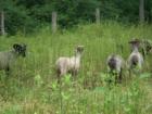 Sheep in pasture - Rhinebeck NY