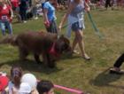 More from the Burlington dog show on July 4 weekend on the commons