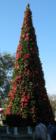 Christmas tree at Epcot