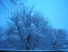 Snow covered trees on the edge of Etobicoke Creek, taken on January 1 2008