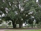 Grand Daddy Oaks are Everywhere