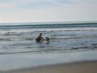 Dad teaching son how to surf.