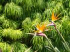 Bird of Paradise flowers and hummingbirds are a common sight in Carlsbad